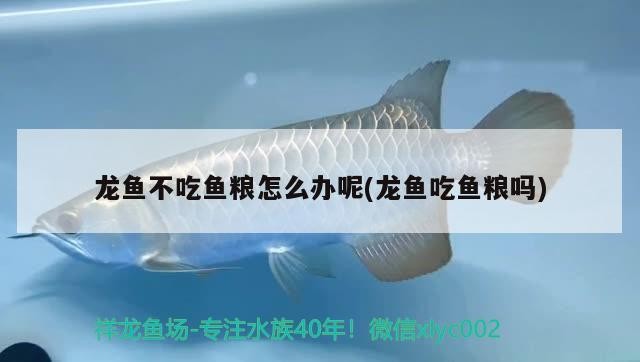 3公分虎魚能和20公分龍魚還有7公分豬鼻龜混養嗎？
