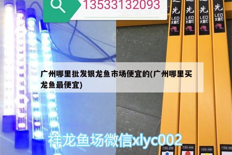 廣州哪里批發銀龍魚市場便宜的(廣州哪里買龍魚最便宜)