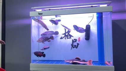 綠園區(qū)大自然花鳥魚商城盛宇水族館（綠園區(qū)大自然花鳥市場(chǎng)） 綠園區(qū)大自然花鳥魚商城盛宇水族館（綠園區(qū)大自然花鳥市場(chǎng)） 全國(guó)水族館企業(yè)名錄 第1張