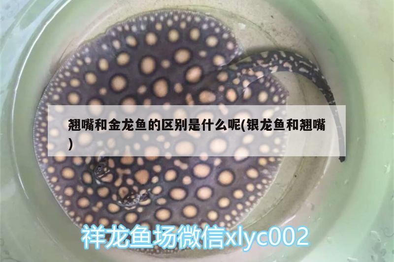 翹嘴和金龍魚的區別是什么呢(銀龍魚和翹嘴)