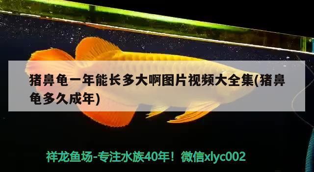 豬鼻龜一年能長多大啊圖片視頻大全集(豬鼻龜多久成年) 豬鼻龜一年能長多大啊圖片視頻大全集(豬鼻龜多久成年) 豬鼻龜百科