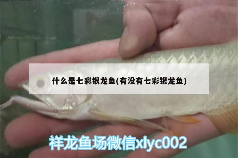 什么是七彩銀龍魚(yú)(有沒(méi)有七彩銀龍魚(yú))