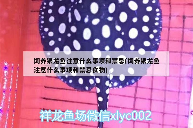 飼養銀龍魚注意什么事項和禁忌(飼養銀龍魚注意什么事項和禁忌食物)