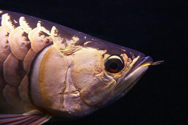 龍魚掉眼什么原因引起的