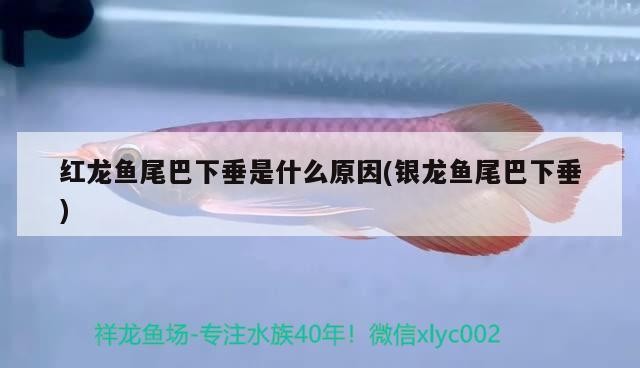 紅龍魚尾巴下垂是什么原因(銀龍魚尾巴下垂)