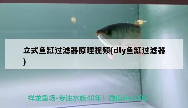 紅龍魚的正確飼養(yǎng)方法圖片大全大圖解（紅龍魚的正確飼養(yǎng)方法圖片大全大圖解視頻）
