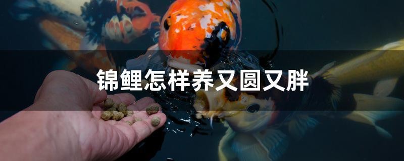 錦鯉怎樣養又圓又胖