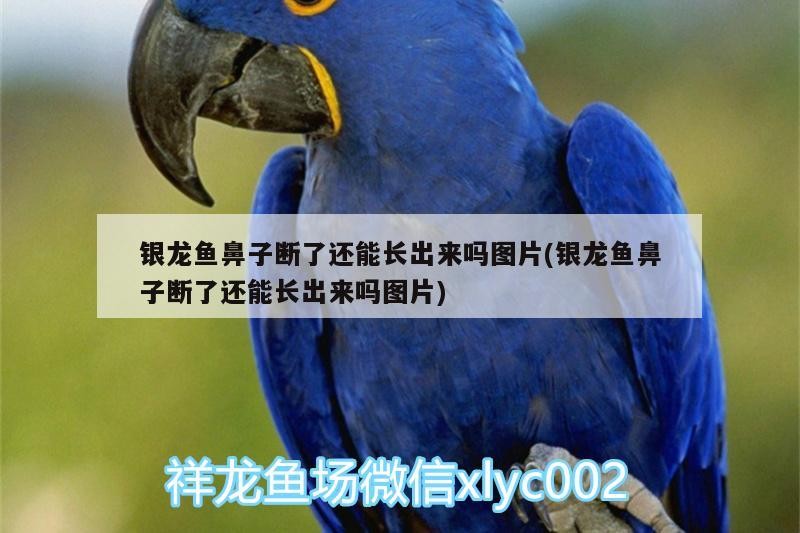 銀龍魚鼻子斷了還能長(zhǎng)出來嗎圖片(銀龍魚鼻子斷了還能長(zhǎng)出來嗎圖片)
