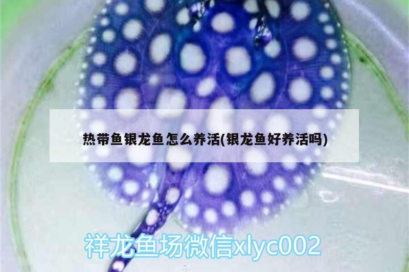 熱帶魚銀龍魚怎么養活(銀龍魚好養活嗎)