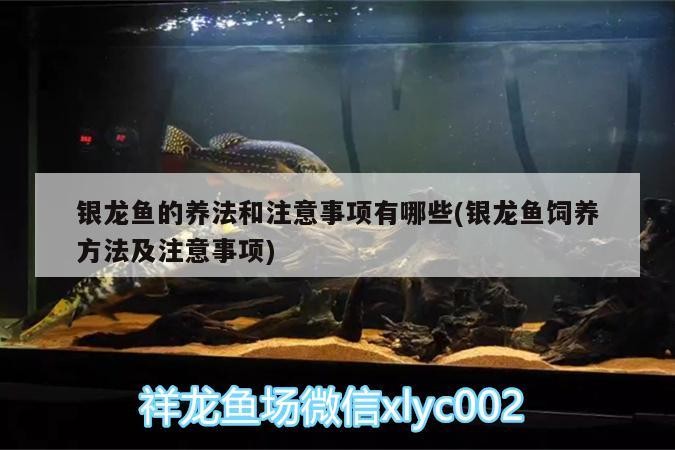銀龍魚的養法和注意事項有哪些(銀龍魚飼養方法及注意事項)