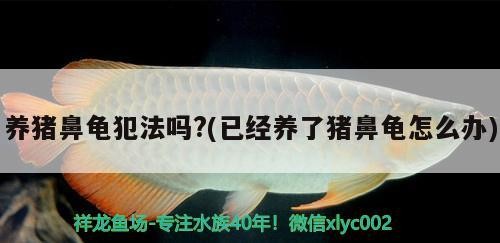 養豬鼻龜犯法嗎?(已經養了豬鼻龜怎么辦)