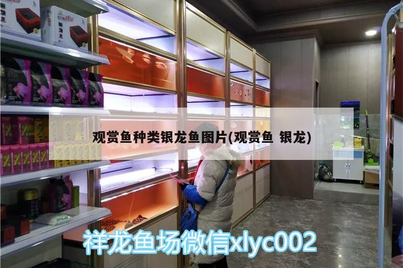 觀賞魚種類銀龍魚圖片(觀賞魚銀龍)