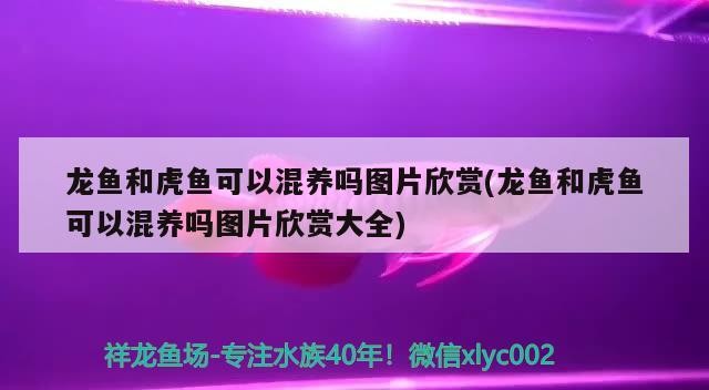 龍魚和虎魚可以混養(yǎng)嗎圖片欣賞(龍魚和虎魚可以混養(yǎng)嗎圖片欣賞大全)