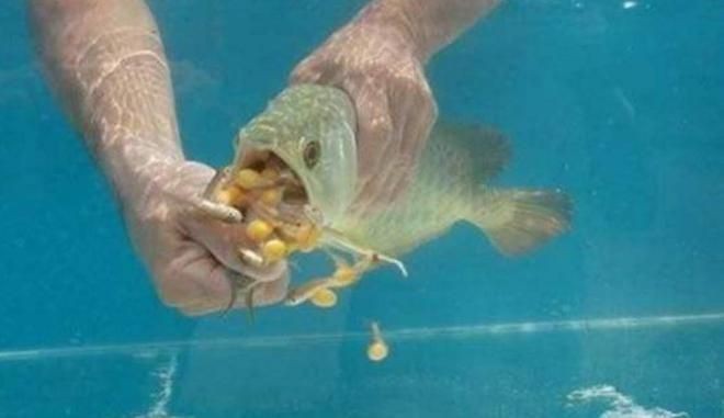 金龍魚修剪尾巴 金龍魚修剪尾巴 龍魚百科 第1張