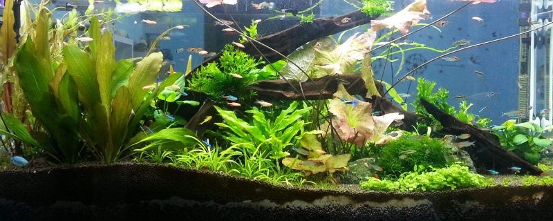 大魚缸滲水怎么補漏的快呢：如何修補魚缸漏水問題 大魚缸滲水怎么補漏的快呢：如何修補魚缸漏水問題 魚缸百科 第3張