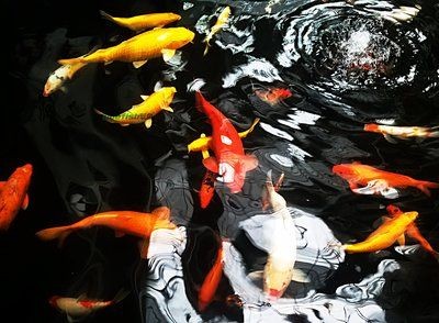 1.2魚缸錦鯉20公分適合養幾條：1.2魚缸錦鯉20公分適合養幾條魚缸錦鯉20公分 1.2魚缸錦鯉20公分適合養幾條：1.2魚缸錦鯉20公分適合養幾條魚缸錦鯉20公分 魚缸百科 第3張