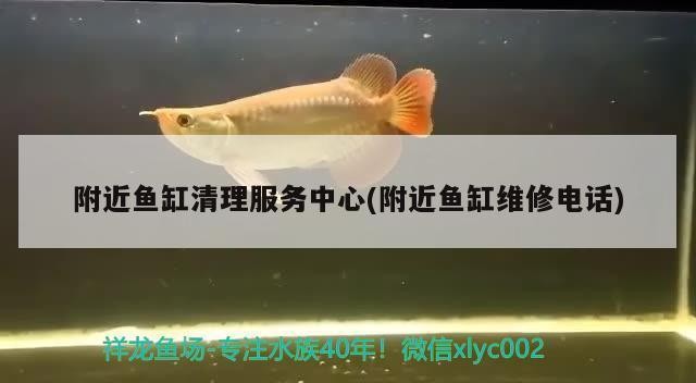 貢拜的紅龍魚怎么養殖（貢拜的紅龍魚怎么養殖的） 貢拜的紅龍魚怎么養殖（貢拜的紅龍魚怎么養殖的） 紅龍魚百科