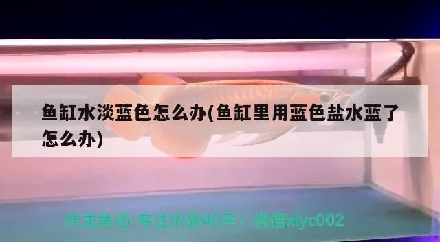 魚缸水淡藍色怎么辦(魚缸里用藍色鹽水藍了怎么辦)