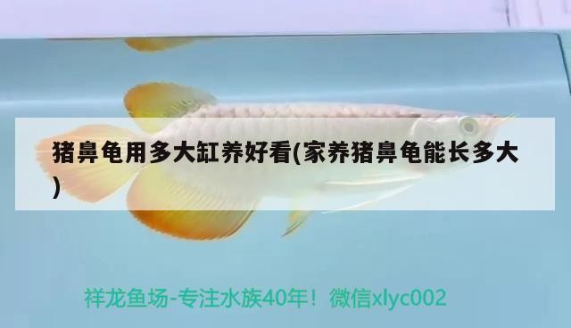 豬鼻龜用多大缸養(yǎng)好看(家養(yǎng)豬鼻龜能長(zhǎng)多大)