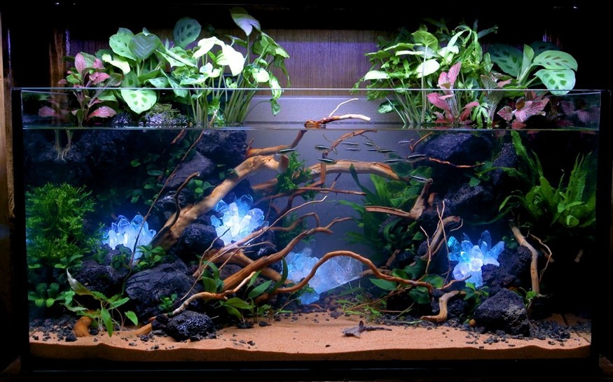 超大型魚缸造景設(shè)計(jì)圖：大型魚缸造景設(shè)計(jì)圖