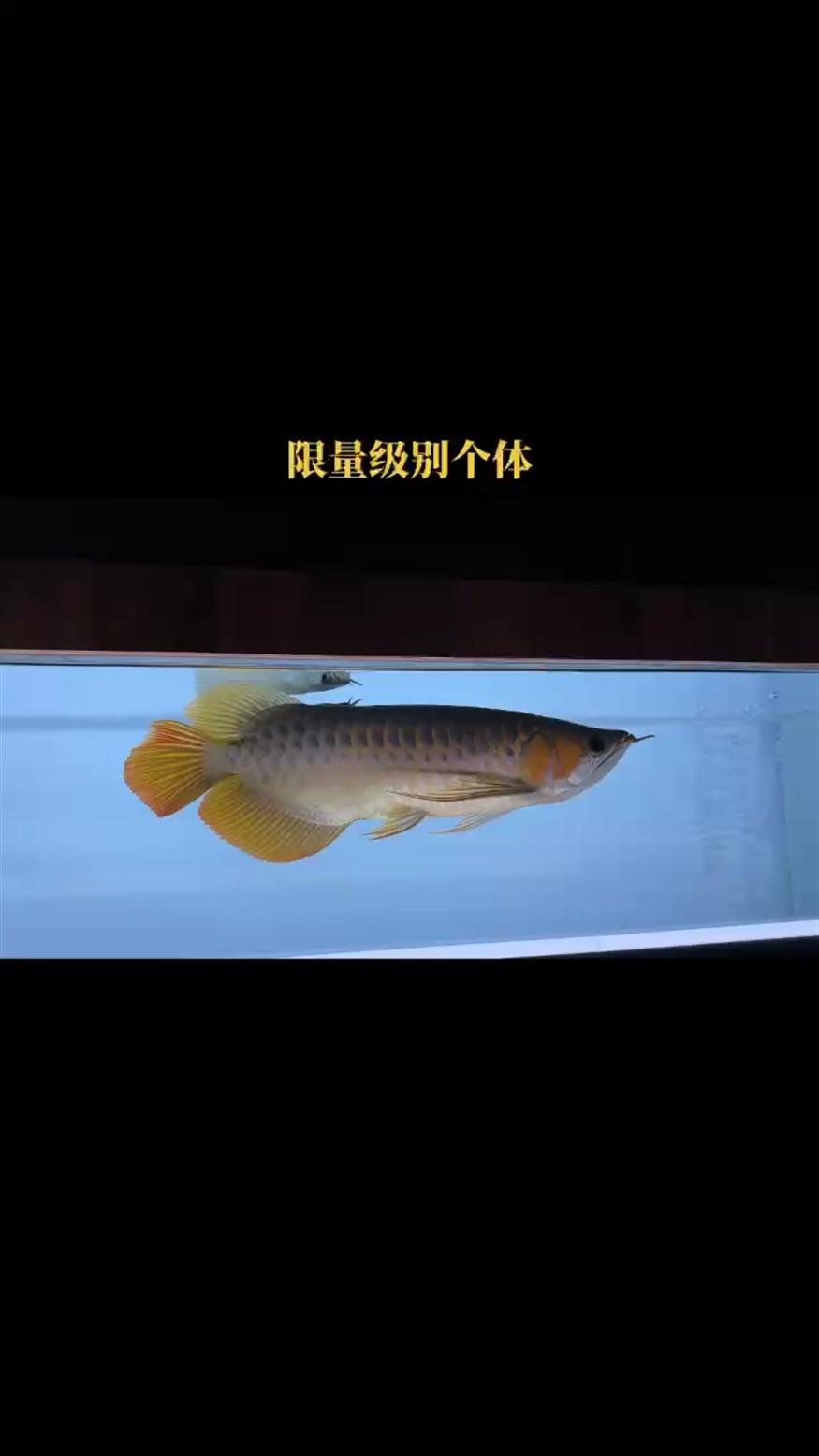 尾巴滿分恢復(fù)