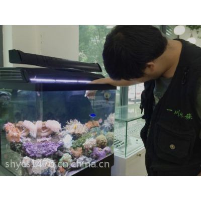 大型魚缸批發市場在哪：大型魚缸批發市場