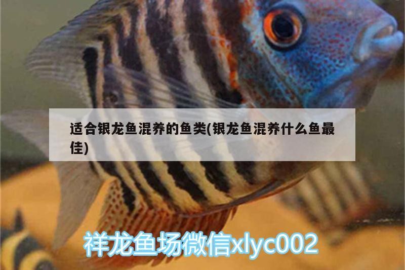 適合銀龍魚混養的魚類(銀龍魚混養什么魚最佳)