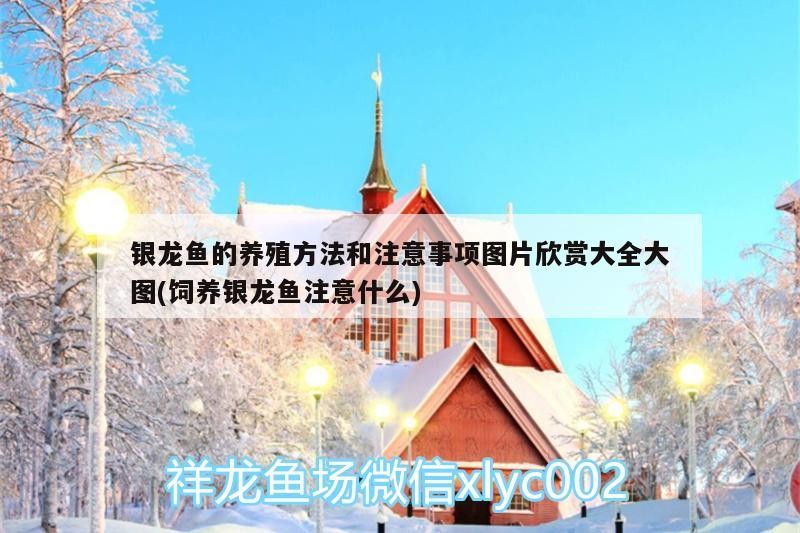 銀龍魚的養(yǎng)殖方法和注意事項(xiàng)圖片欣賞大全大圖(飼養(yǎng)銀龍魚注意什么) 銀龍魚的養(yǎng)殖方法和注意事項(xiàng)圖片欣賞大全大圖(飼養(yǎng)銀龍魚注意什么) 銀龍魚百科