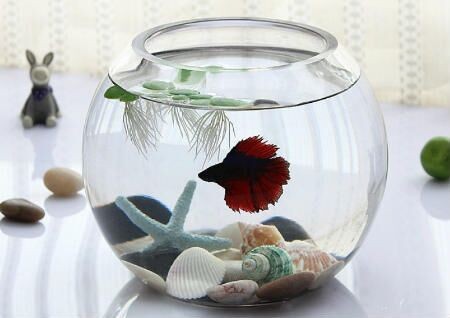 印尼紅龍魚多大發色的魚苗（印尼紅龍魚多大發色的魚苗好）