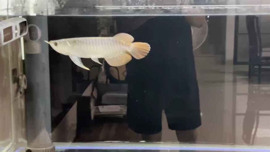 龍魚之巔商城是什么？，龍巔商城二手魚交易、龍魚之巔自由買賣怎么了？