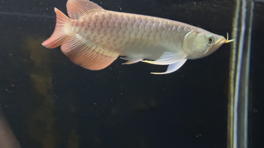 側濾魚缸如何實現干濕分離功能視頻：側濾魚缸可以通過特定的設計來實現干濕分離功能