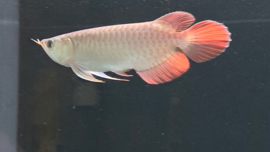 側濾魚缸如何實現干濕分離功能視頻：側濾魚缸可以通過特定的設計來實現干濕分離功能