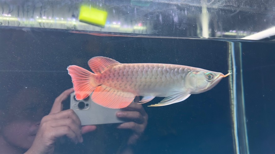 側濾魚缸如何實現干濕分離功能視頻：側濾魚缸可以通過特定的設計來實現干濕分離功能