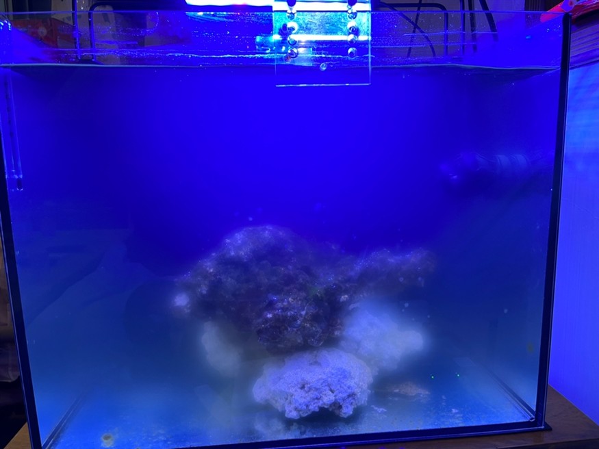 海缸爆藻第七天…狀態不對勁，該怎么調整呢