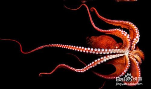 八爪魚在魚缸里怎么養好：八爪魚在魚缸中飼養的關鍵要點八爪魚的飼養技巧 八爪魚在魚缸里怎么養好：八爪魚在魚缸中飼養的關鍵要點八爪魚的飼養技巧 魚缸百科 第1張