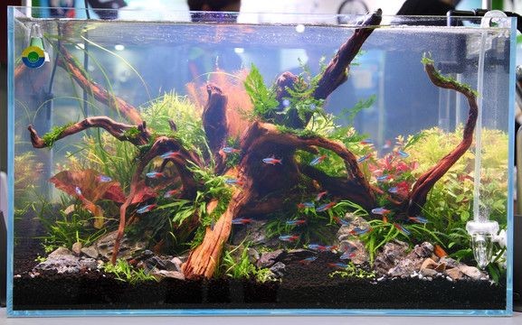 半圓柱形魚缸造景效果圖：半圓柱形魚缸造景效果圖和技巧魚缸造景的步驟與技巧 半圓柱形魚缸造景效果圖：半圓柱形魚缸造景效果圖和技巧魚缸造景的步驟與技巧 魚缸百科 第3張