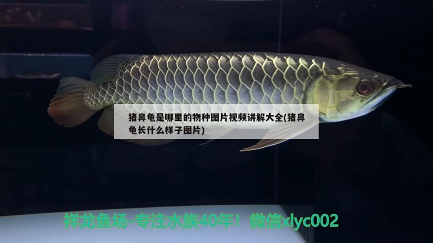 豬鼻龜是哪里的物種圖片視頻講解大全(豬鼻龜長什么樣子圖片)