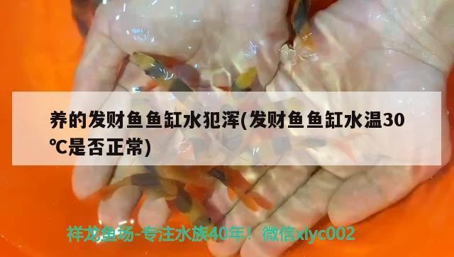 北海魚缸定做廠家(您的城市有“母親河”嗎) 豬鼻龜百科 第1張 北海魚缸定做廠家(您的城市有“母親河”嗎) 北海魚缸定做廠家(您的城市有“母親河”嗎) 豬鼻龜百科 第1張