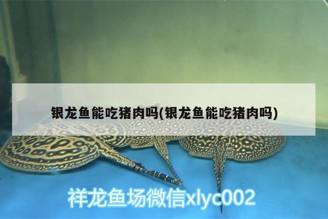 銀龍魚能吃豬肉嗎(銀龍魚能吃豬肉嗎)
