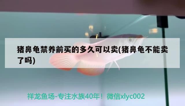 豬鼻龜禁養(yǎng)前買的多久可以賣(豬鼻龜不能賣了嗎) 豬鼻龜禁養(yǎng)前買的多久可以賣(豬鼻龜不能賣了嗎) 豬鼻龜百科
