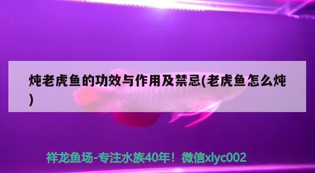 燉老虎魚的功效與作用及禁忌(老虎魚怎么燉)