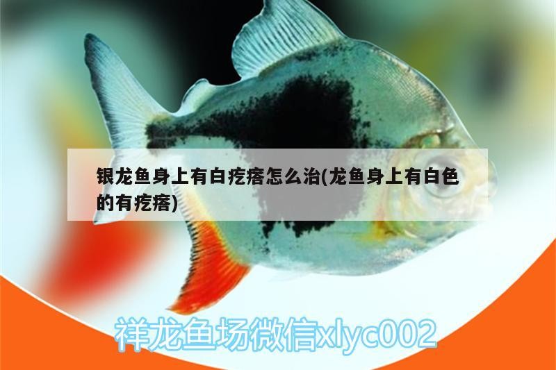 銀龍魚身上有白疙瘩怎么治(龍魚身上有白色的有疙瘩)