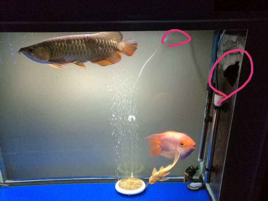 我這虎魚(yú)怎么回事經(jīng)常在圖中兩個(gè)紅的位