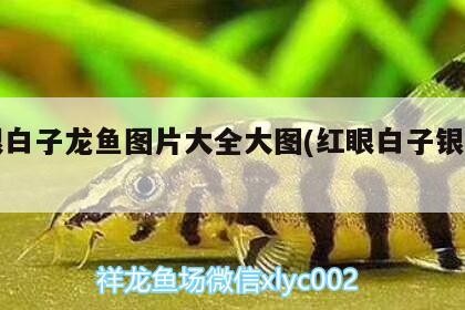 紅眼白子龍魚圖片大全大圖(紅眼白子銀龍魚)