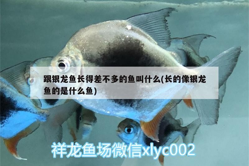 跟銀龍魚長得差不多的魚叫什么(長的像銀龍魚的是什么魚)