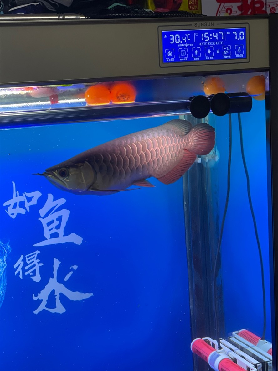 專業治理水族缸跌酸，無效全額退款