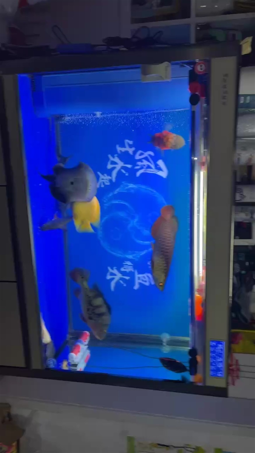 龍魚干蝦有營(yíng)養(yǎng)嗎 解壓時(shí)刻 龍魚論壇 解壓時(shí)刻 解壓時(shí)刻 龍魚論壇