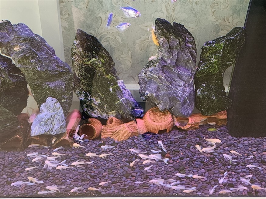 天使魚 黃金胡子