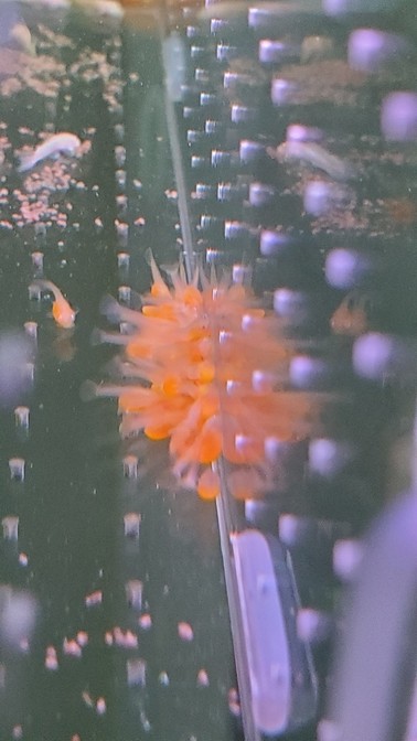 天使魚 黃金胡子