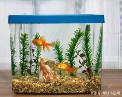 調節魚缸水質常見四種方法視頻：調節魚缸水質常見四種常見方法視頻調節魚缸水質的四種常見方法